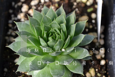 逾期會(huì)不會(huì)影響住房公積金貸款（信用卡逾期會(huì)影響公積金貸款）