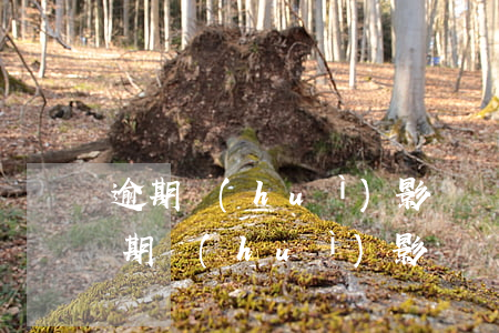 逾期會(huì)影響辦理信用卡嗎花唄(逾期會(huì)影響辦理信用卡嗎花唄分期)