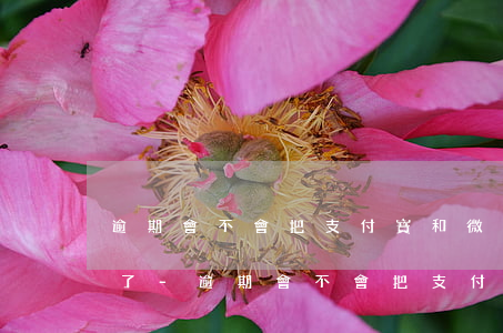 逾期會不會把支付寶和微信凍結(jié)了-逾期會不會把支付寶和微信凍結(jié)了呢