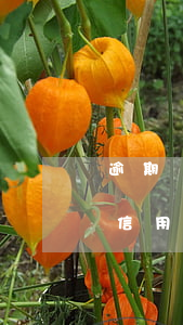 逾期會信用卡詐騙-因被騙導(dǎo)致信用卡逾期