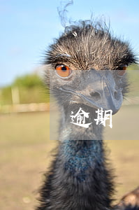 逾期會強(qiáng)制停止分期嗎