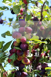 逾期會影響借唄額度嗎(逾期會導(dǎo)致借唄關(guān)閉嗎)