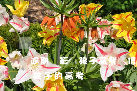 逾期會影響孩子高考嗎（信用卡逾期是否影響孩子的高考）