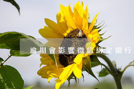 逾期會影響微信綁定銀行卡嗎