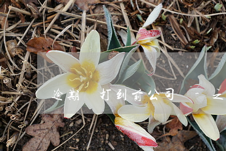 逾期會打到前公司嗎-之前有逾期