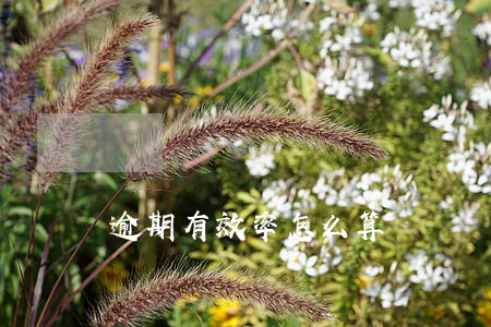逾期有效率怎么算