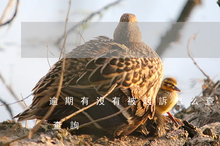 逾期有沒有被起訴怎么查詢(是否被起訴怎么查詢)