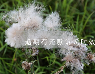 逾期有还款诉讼时效(逾期付款的诉讼时效)