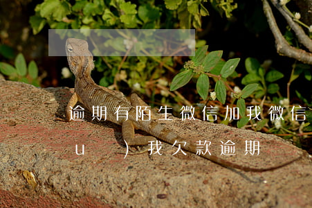 逾期有陌生微信加我(微信被加好友說(shuō)我欠款逾期)