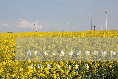 逾期未交房能起诉赔违约金吗(逾期未交房能起诉赔违约金吗)