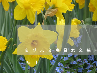 逾期未交房貸怎么補回去(貸款逾期還款怎樣補上)