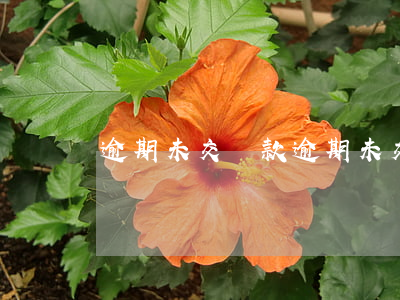 逾期未交罰款(逾期未交罰款可以加處罰款嗎)