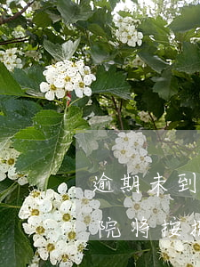 逾期未到庭法院将按撤诉处理(逾期未到庭法院将按撤诉处理)