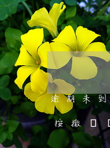 逾期未到庭法院按撤訴處理（逾期未到庭法院按撤訴處理）