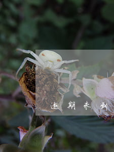 逾期未到會的(從未發(fā)生過逾期)