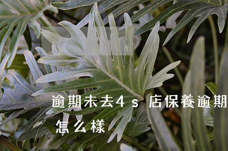 逾期未去4s店保養(逾期未去4s店保養會怎么樣)