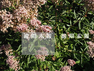 逾期未報稅 逾期未報稅,稅局多久會通知