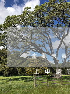 逾期未審怎么在網上處理(逾期未檢驗可以網上申請嗎)