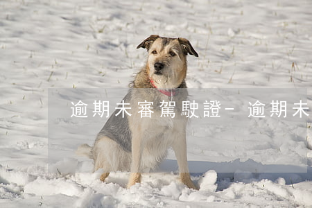 逾期未審駕駛證-逾期未審駕駛證罰款多少