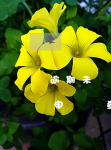 逾期未對再審申請(如何認(rèn)定再審申請審查逾期)