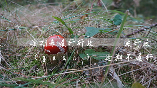 逾期未履行行政處罰決定（行政機(jī)關(guān)對逾期不履行處罰決定）