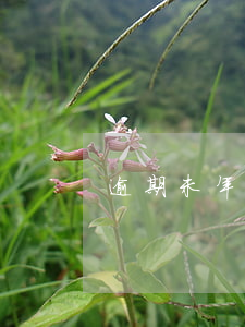 逾期未年檢微信 逾期未年檢時間