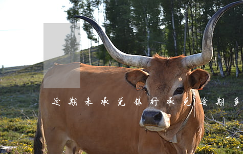 逾期未承兑(银行承兑逾期多长时间不给兑付)