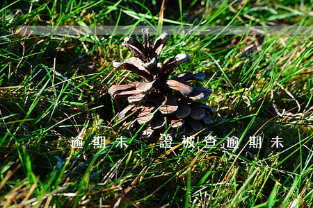 逾期未換證被查(逾期未換證被查)