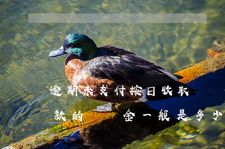 逾期未支付按日收取違約金范本-逾期未付款的違約金一般是多少