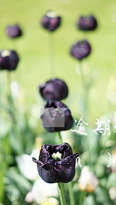 逾期未檢的車可以過戶嗎(逾期未檢驗(yàn)的車可以過戶嗎)