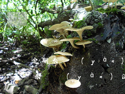 逾期未檢驗(yàn)違法未處理注銷(逾期未檢驗(yàn),注銷)