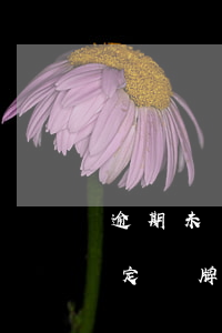 逾期未確定號牌號碼有什么影響-逾期未確定號牌號碼有什么影響嗎