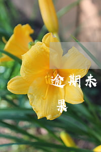 逾期未簽訂勞動(dòng)合同的法律后果（勞動(dòng)合同逾期終止的情形有哪些）