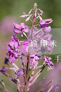 逾期未繳納的違章罰款怎么辦理？詳細(xì)手續(xù)及解決辦法