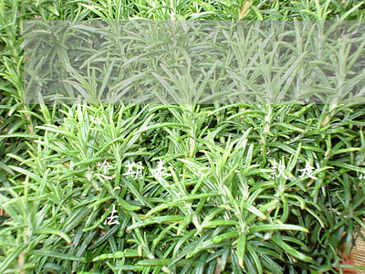 逾期未繳納稅款是違法(逾期未繳納稅款征管法)