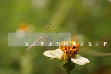 逾期未还发律师函(逾期收到律师函)