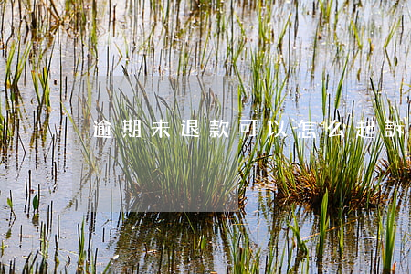 逾期未退款可以怎么起訴(退款未退起訴程序)