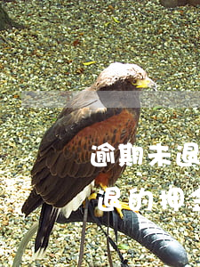 逾期未退的押金為啥是其他應付款-逾期未退的押金為啥是其他應付款呢