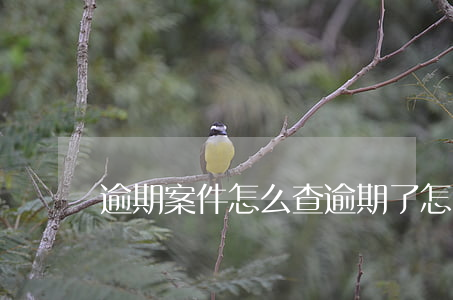 逾期案件怎么查（逾期了怎么查詢起訴）