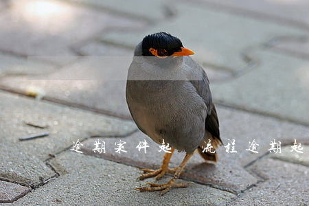 逾期案件起訴流程 逾期起訴的流程
