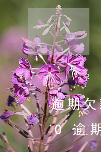 逾期欠款不還京東寄律師函(京東借款1000逾期了收到律師函會怎么樣)