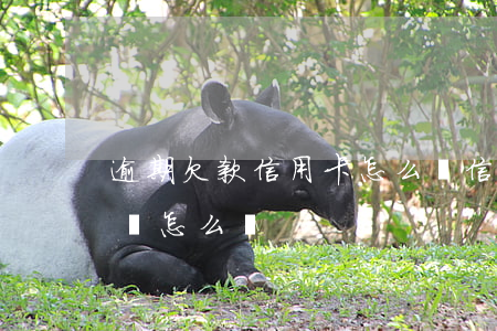 逾期欠款 信用卡怎么辦?(信用卡到期還有欠款該怎么辦)