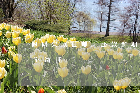 逾期欠款在哪里还款(逾期欠款还清多久显示不逾期)