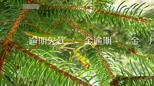 逾期欠款違約金（逾期違約金圖片）