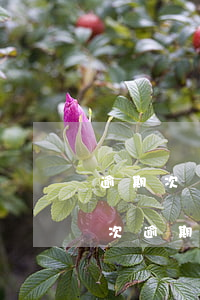 逾期次數(shù)太多房貸怎么辦(房貸多次逾期后果)