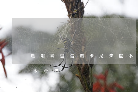 逾期歸還信用卡是先還本金(還信用卡是先還本金嗎)