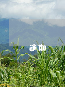 逾期歸還部分-逾期未還金額