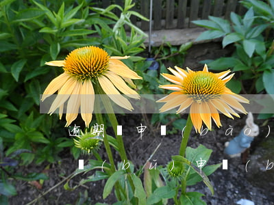 逾期沒申報(bào)下個(gè)月可以補(bǔ)申報(bào)嗎-有逾期未申報(bào) 當(dāng)月可以報(bào)稅嗎