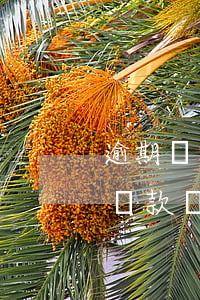 逾期沒還是不是屬于長期占有金額-逾期未還款屬于什么案件