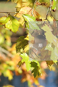 逾期沒還款有什么后果(逾期了有什么后果)